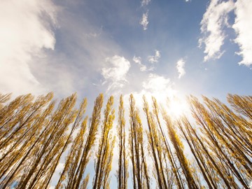 poplars_3.jpg