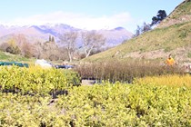 Waterfall Park instigates substantial ecological restoration project