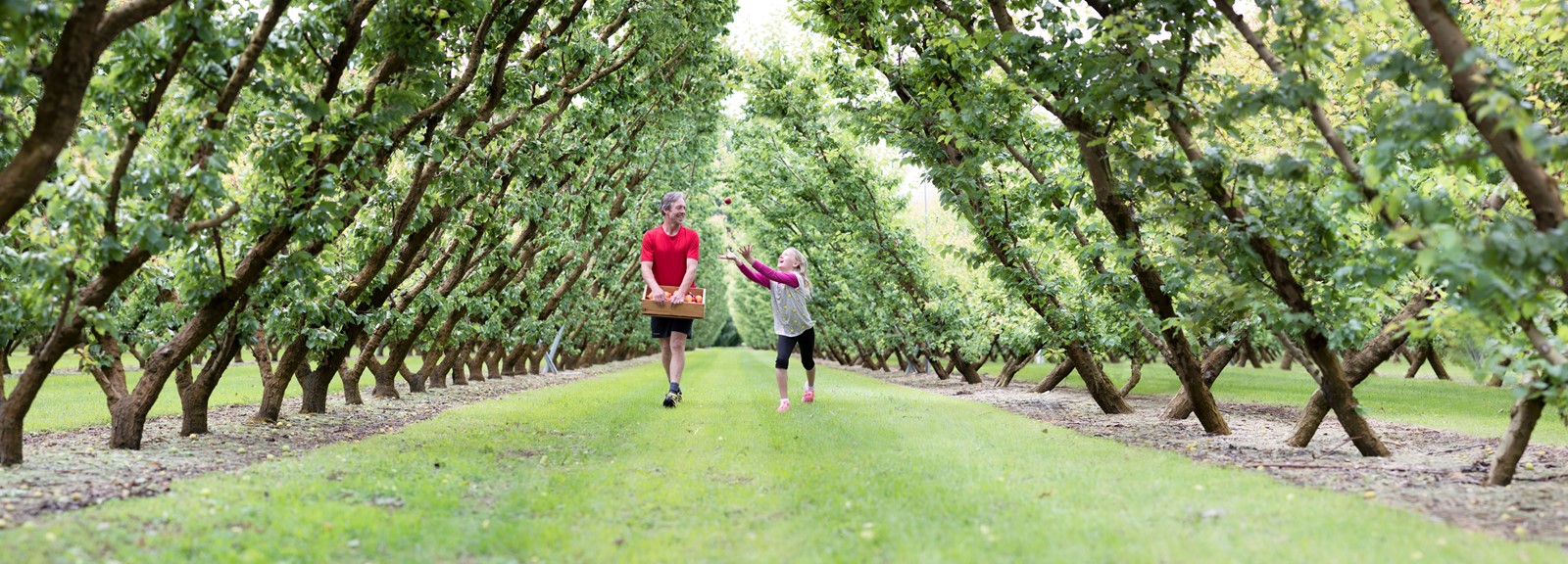 Orchard_01_forweb.jpg